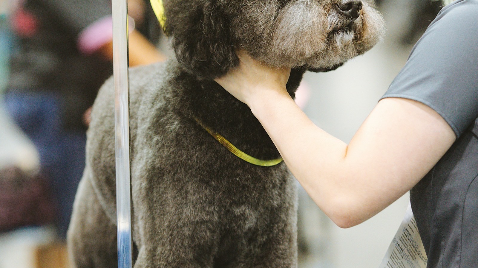 A groomer gently handling a freshly groomed poodle in a salon